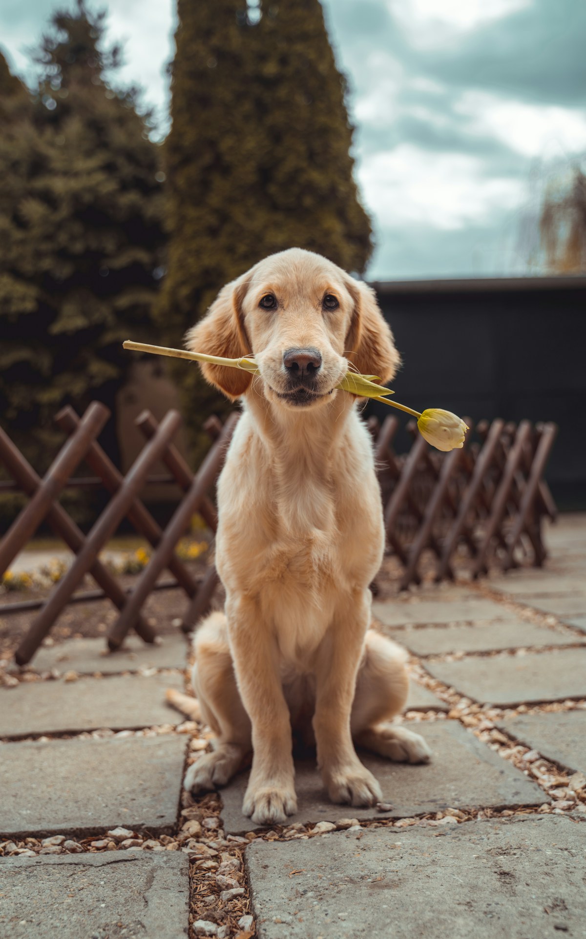 A golden dog sitting outdoors with a flower
